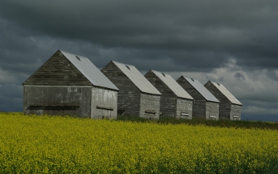 Alberta Barns
Keywords: Alberta Canada farmland barns overcast-sky oilseed-rape