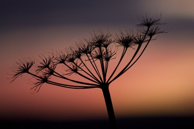 Autumn Sunset
