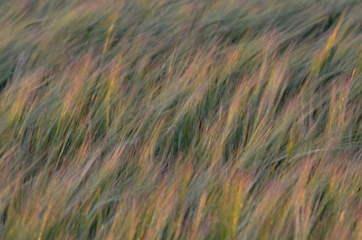 Barley at dusk
Sprind barley blowing in the wind on a lovely dusk evening.
