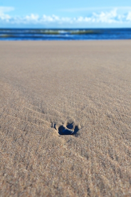 In the sand
