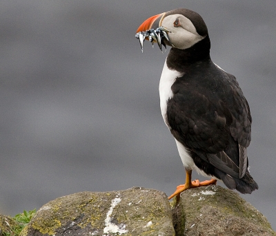 Beak Feast
