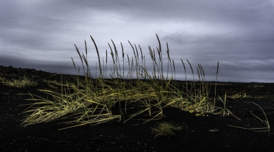 Black Sand Plant Life
