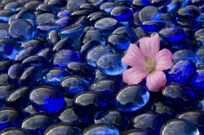 Blue and Pink
A picture created for the Still Life Competition. I picked the colours to work together & they do. I placed the flower in the top right third - where it needs to be.
