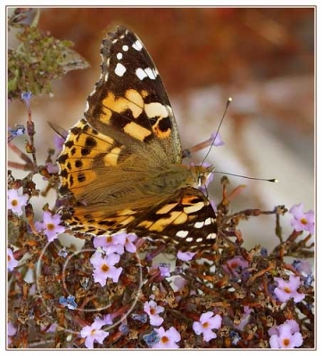 Butterfly on Buddleia
