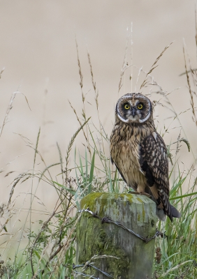 Colour_Open1_Short-eared_Owl_0812_D1
