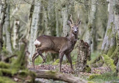 Colour_Open3_RoeBuck_0812_D1
