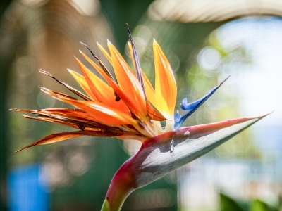 Crying Shame
Strelitzia (Bird of Paradise) flower spotted in a park and taken with phone.
