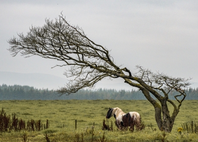 Lone Tree - Strathaven
