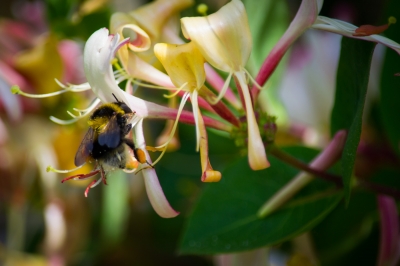 Drinking from the bottle
Bumble bee tucking into the nectar from a Honeysuckle
