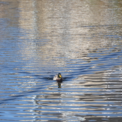 Duck wave
