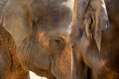 Elephants eye
