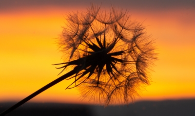 Evening
