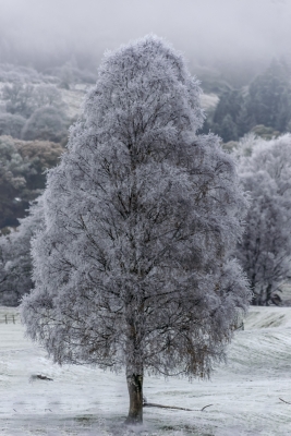 Frozen
