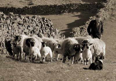 Gathering the Flock
Gathering the Flock in the Yorkshire Dales
Keywords: Gathering the Flock, shepherd, flock,sheep,Yorkshire Dales