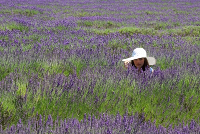 Hannah in lavender field
Lavender farm on Jersey
Keywords: Lavender farm on Jersey