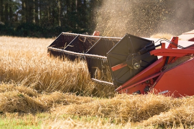 Harvest Time
