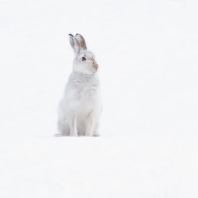 IMGP6758_Mountain_hare.jpg