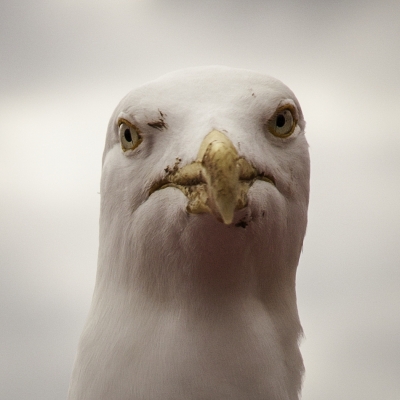 I'm Watching You!
