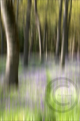 Into the Bluebell Wood
