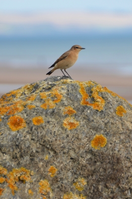 Lichen rock
