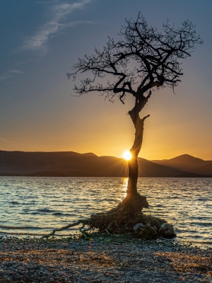 Millarochy20Tree.jpg