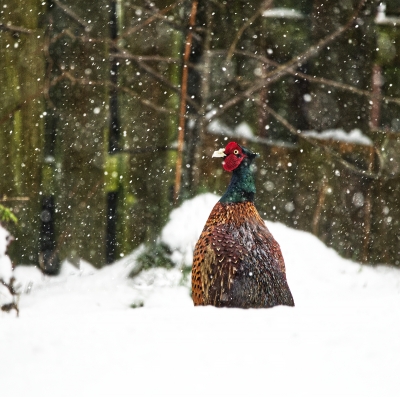 Pheasant20in20snow20.jpg