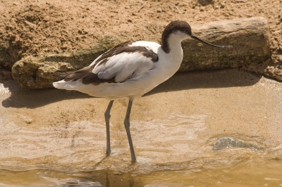 PiedAvocet.jpg