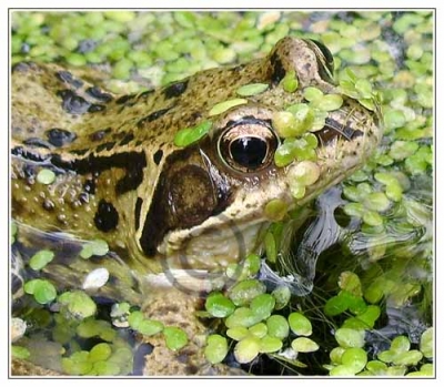 Pond Life
