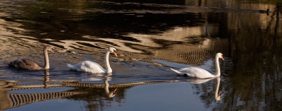 Three Swans & a Duck
Under the main bridge over the Urie at Inverurie.
