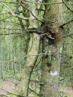 TreeHuggers.jpg