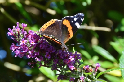 Vanessa Atalanta
