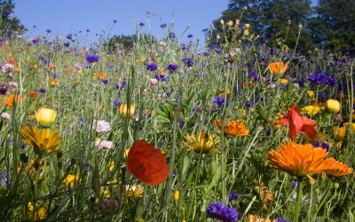 Wild Flowers
