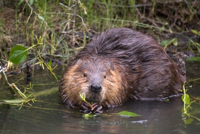 Beaver
Keywords: Beaver fur-animal wildlife aquatic-animal