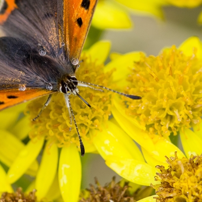 butterfly1.jpg