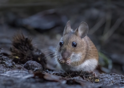 Woodmouse
Keywords: woodmouse