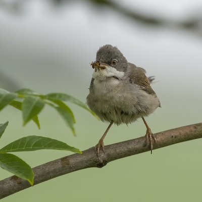 colour_Open4_Whitethroat_0812D1
