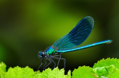 damselfly1.jpg