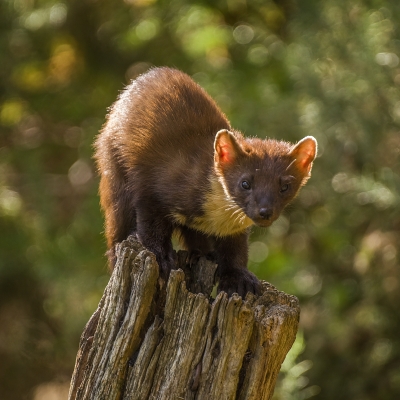 Pine marten
Keywords: Pine marten