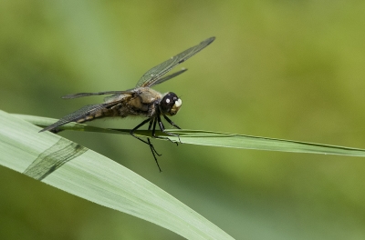 dragonfly1.jpg