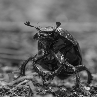 mono_Dor_Beetle_0812D1
