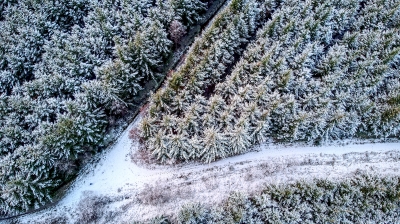 Frozen Forest
