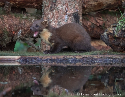 pine20marten202.jpg