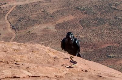 ravenandsnake.jpg