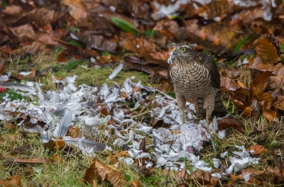 sparrowhawk.jpg