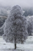 Frozen20tree.jpg