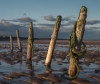 StCyrus_Stumps.jpg