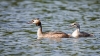 grebes.jpg